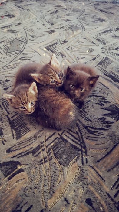 Милые котята все мальчики