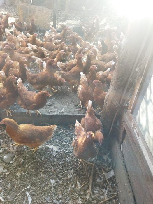 Продам Курей несушек возраст 3 месяца