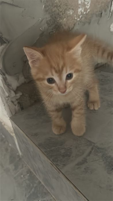 Отдам котенка в хорошие руки.