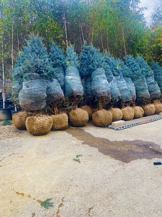 Brazii argintii și verzi