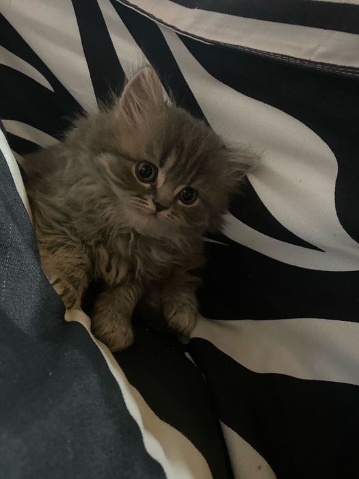 Vând femelă britihs