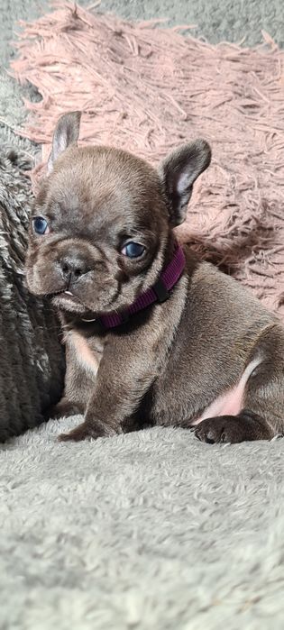 Bulldog francez blue
