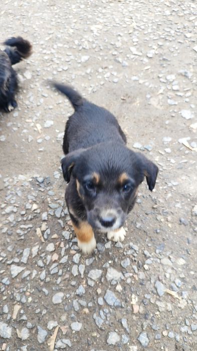 Отдам щенят бесплатно