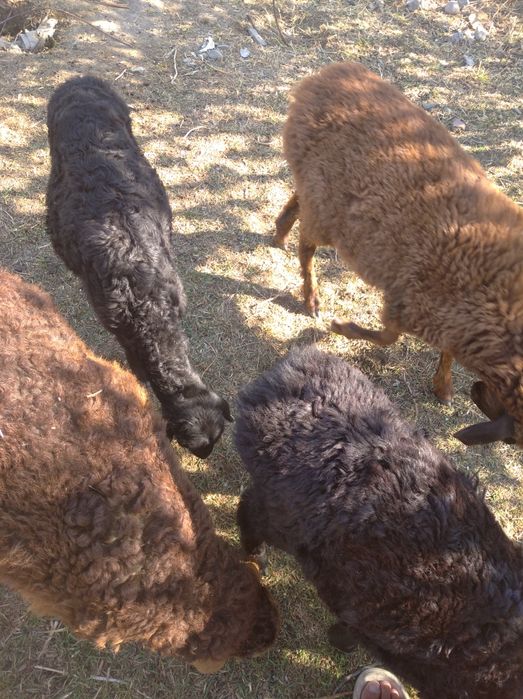 Гиссар крупной породы