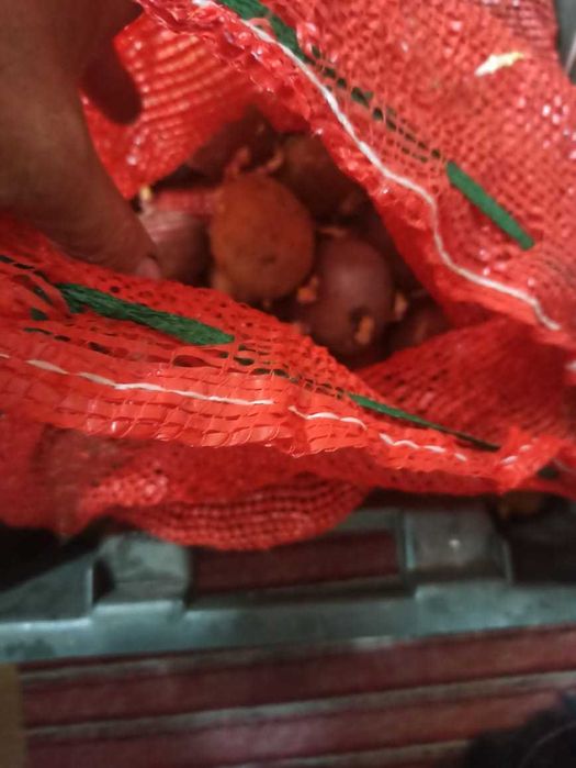 Картофель семенной и едовой. Дачный.