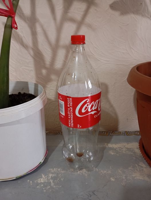 Продам Цветы домашние