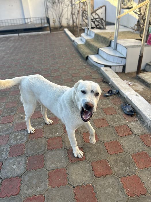 Таза тобет ит сатылады