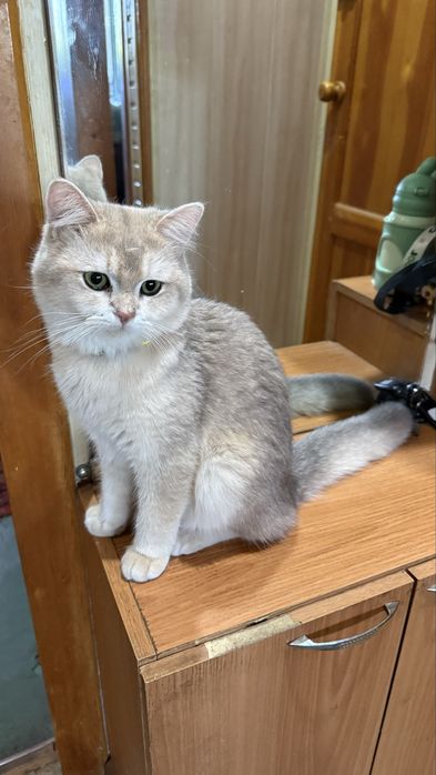 Вязка Шикарный кот Шиншилла голубое золото