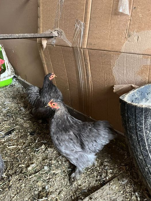 Vând cochinchina pitic