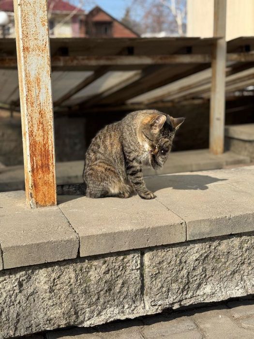 Пристраивается кошка в добрые руки