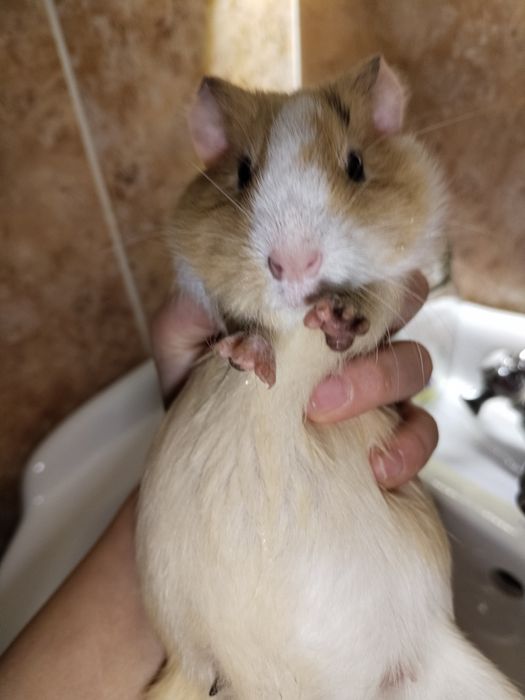 Морская свинка милая девочка