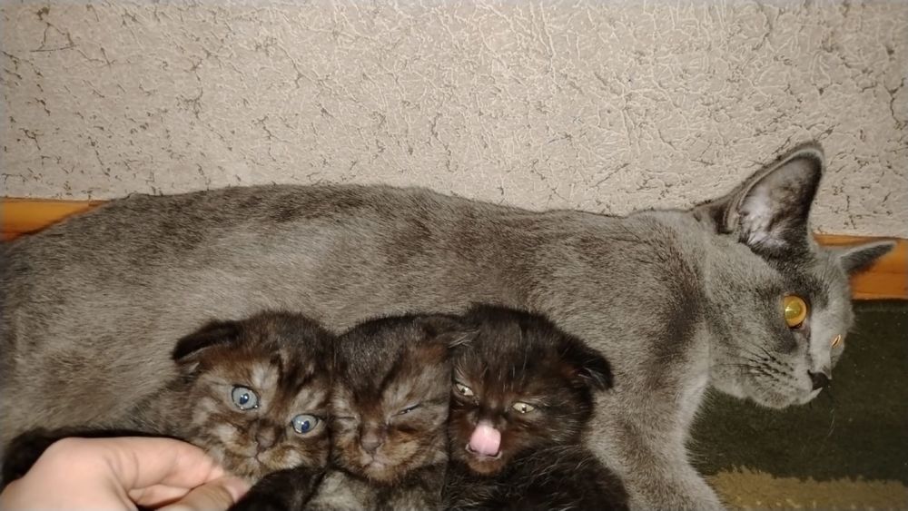 Отдаю британских котят