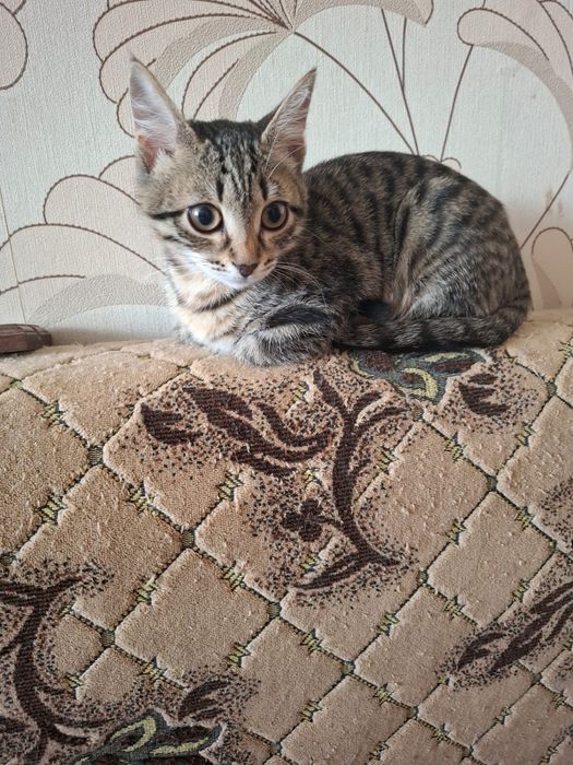 Отдам котенка девочку
