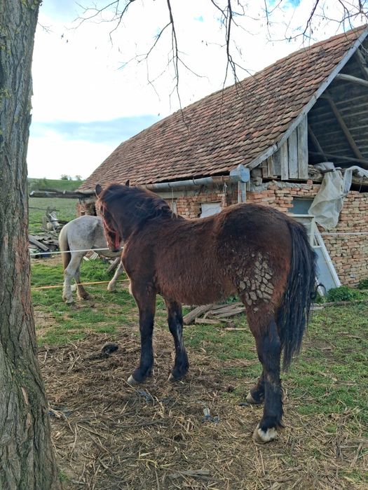 De vanzare manz de 10 luni