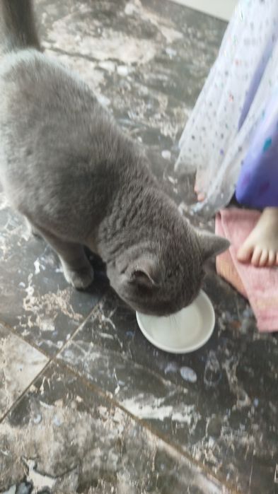 Найден британский кот