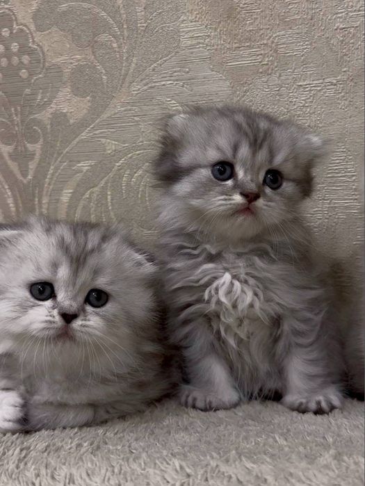 Шотланские котята