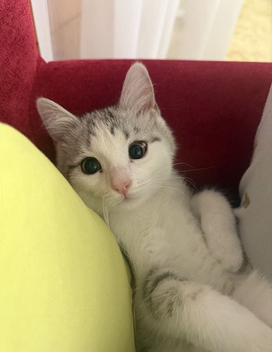 Пропала кошка, район Ремизовка