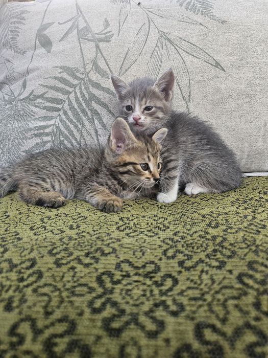 Отдам котят бесплатно