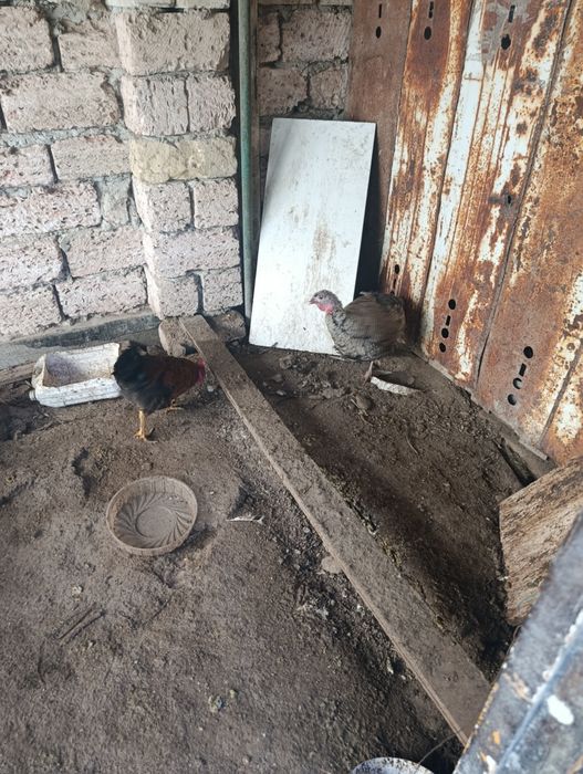 Продам кур и индюка