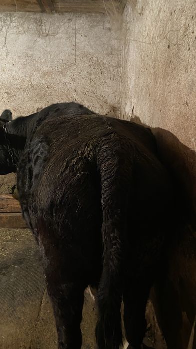 Жаксы сиыр сатылады