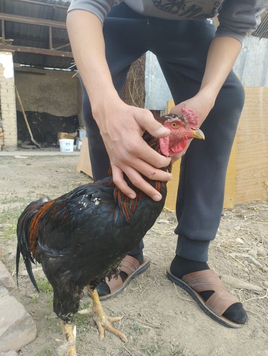 Питух в харошем состойани