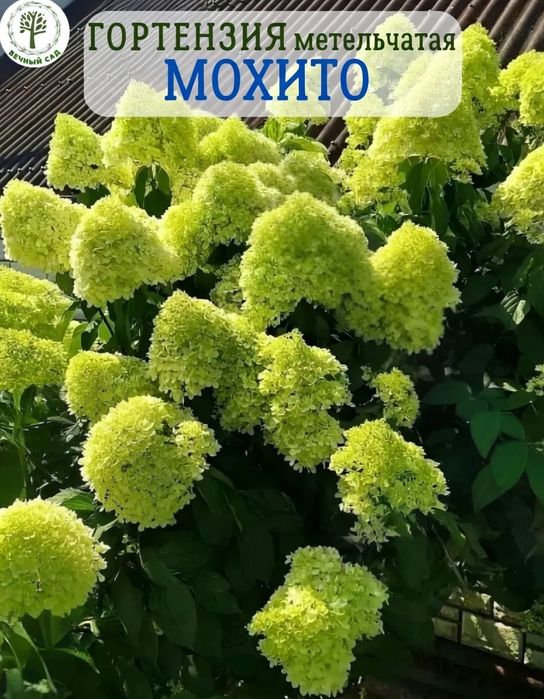 Метельчатая гортензия Мохито, саженец C1.5