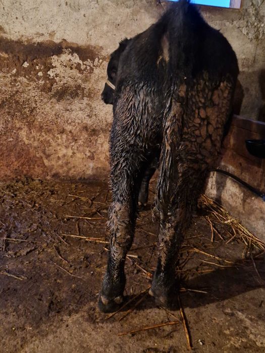 Tăurasi de vânzare