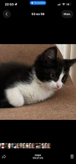 котенок бесплатно