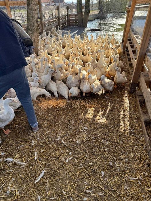 rate de rasa pekin intre 2.5kg-3.5kg - 27lei bucata negociabil