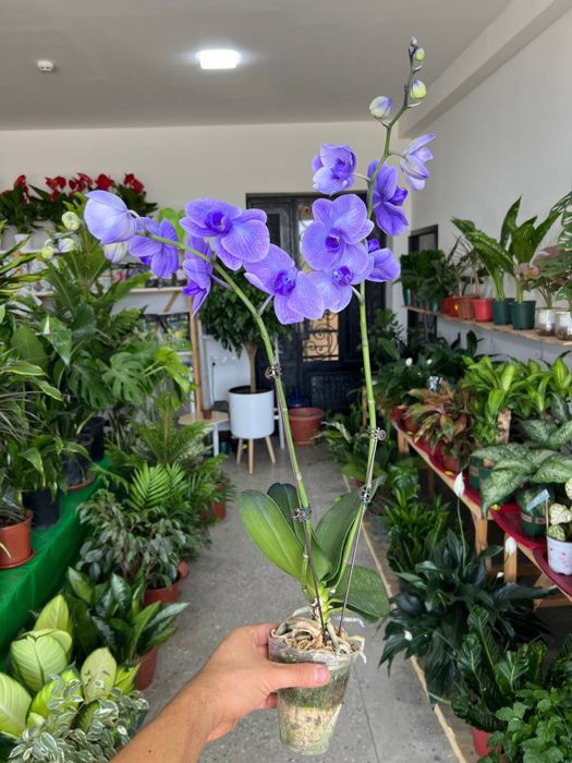 Arxideya (Архидейа)