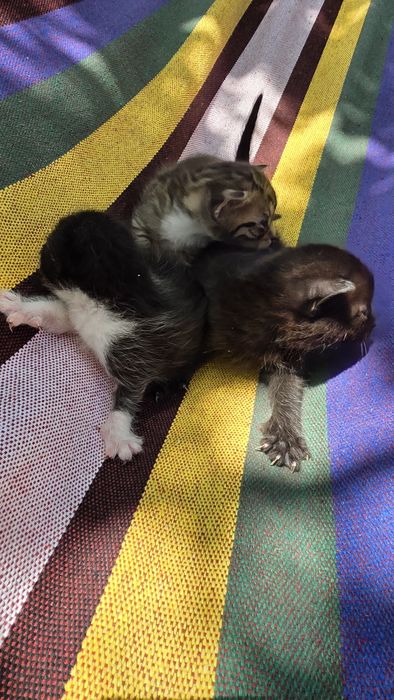 Подаряват малки котенца три броя.