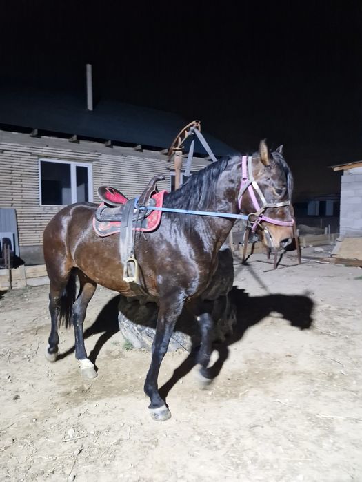 Осы 5 жасар айгыр сатылады