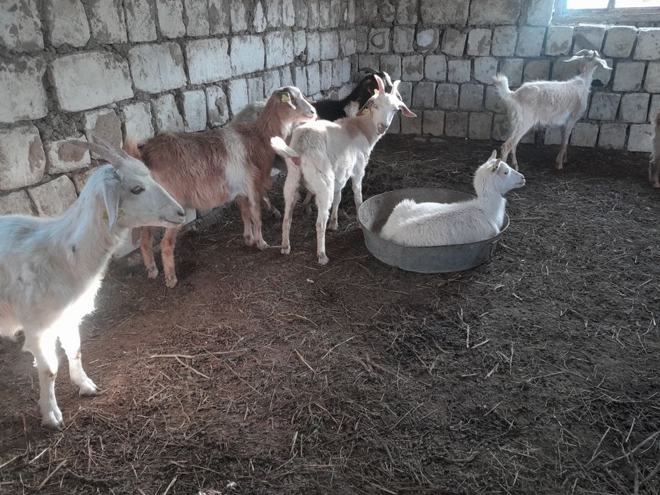 Шыбыштар сатылады