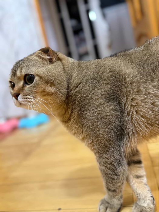 Приглашает на связку кот Скоттиш Фолд очень оптный