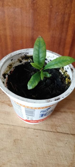 Синсепалум экзот.Магический фрукт.