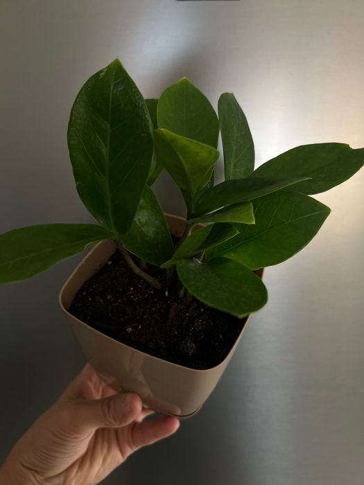 Цветы комнатные Алматы