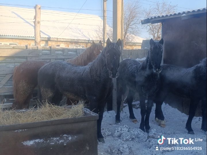 Байтал кунан тайлар  сатылады.