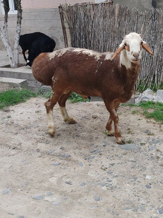 Quchqor Zotga sotiladi