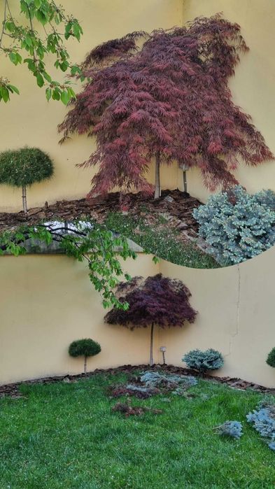 Întreținere Grădini: Tuns Gazon, Gard Viu, Toaletare Pomi & Curățenie Generală