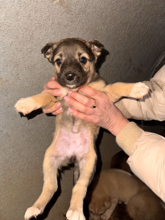 Щенок щенята ищут дом