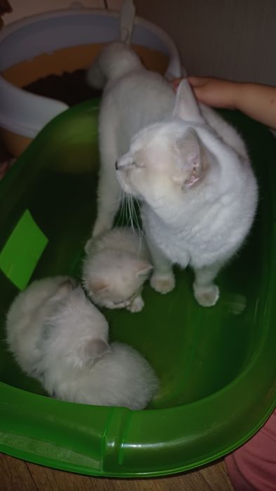 Продам кошку породистую.