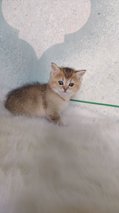 Zalotisti shinshilla