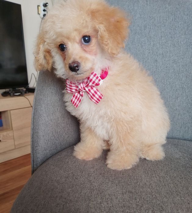 Той/Мини пудел момченце