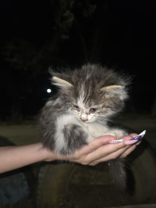 Котята бесплатно