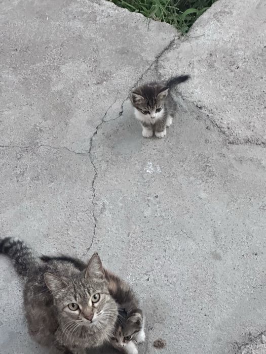 Mushuk bollari xadya tekinga