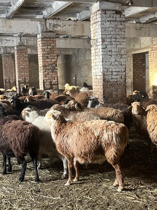 Бараны овцы лошадь