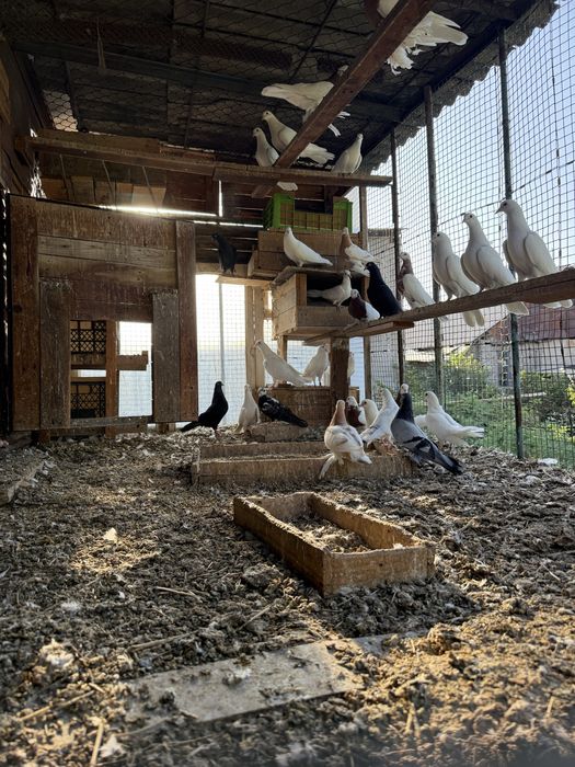 Продаются голуби