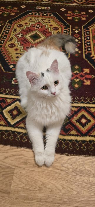 Отдам кошку в добрые руки!