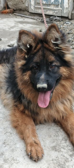 ИТ сотилади немецкая овчарка