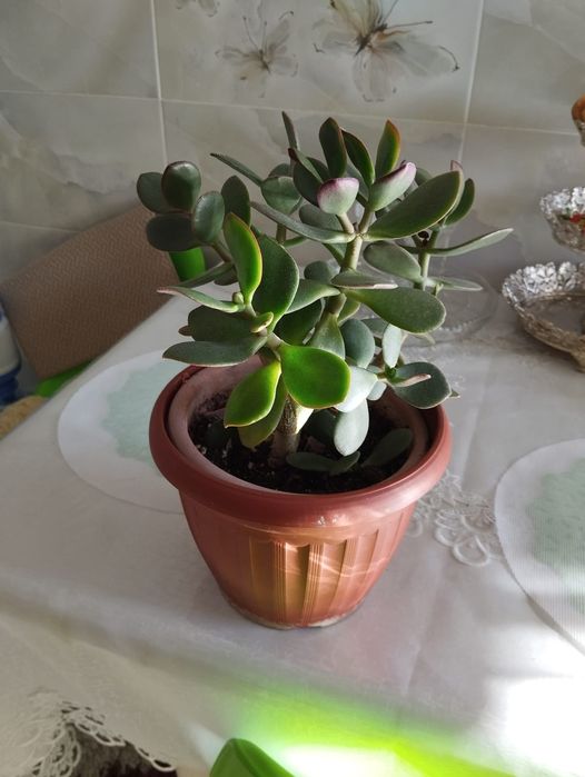 Продам денежное дерево